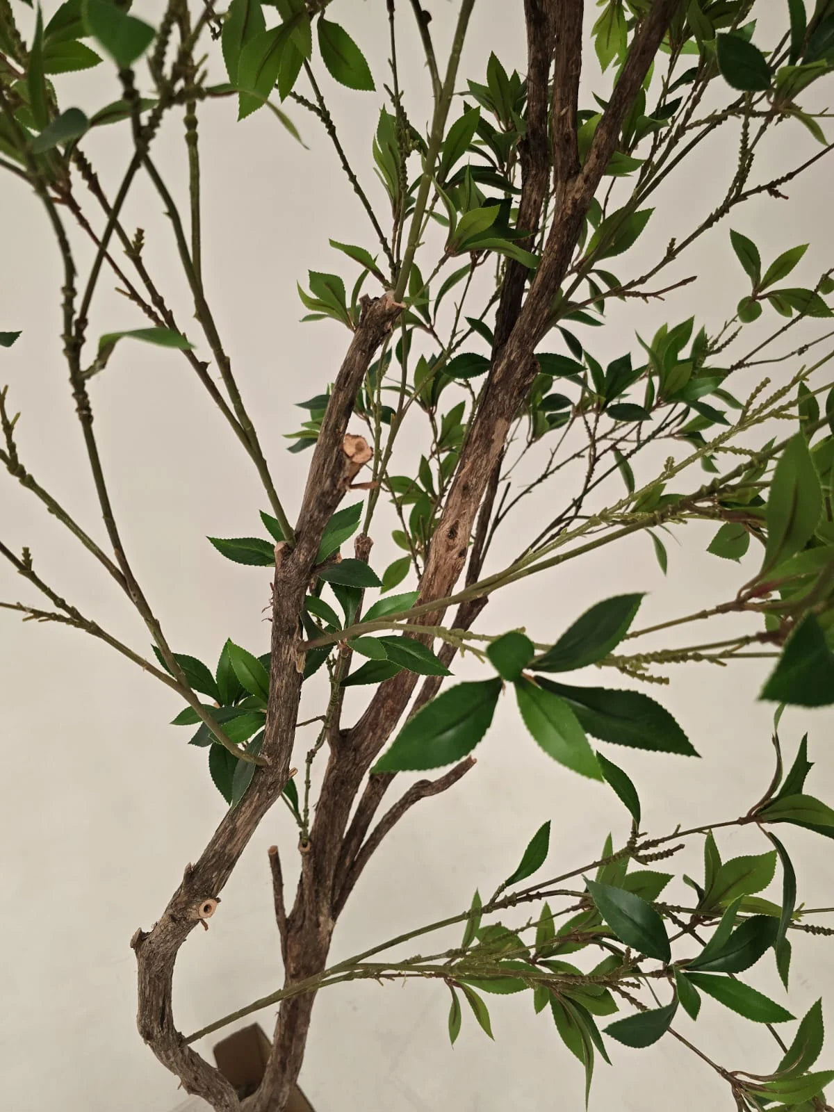 Artificial Pieris Japonica tree, beige display item by Beacon, realistic foliage, two trees with lush green leaves and brown trunks.