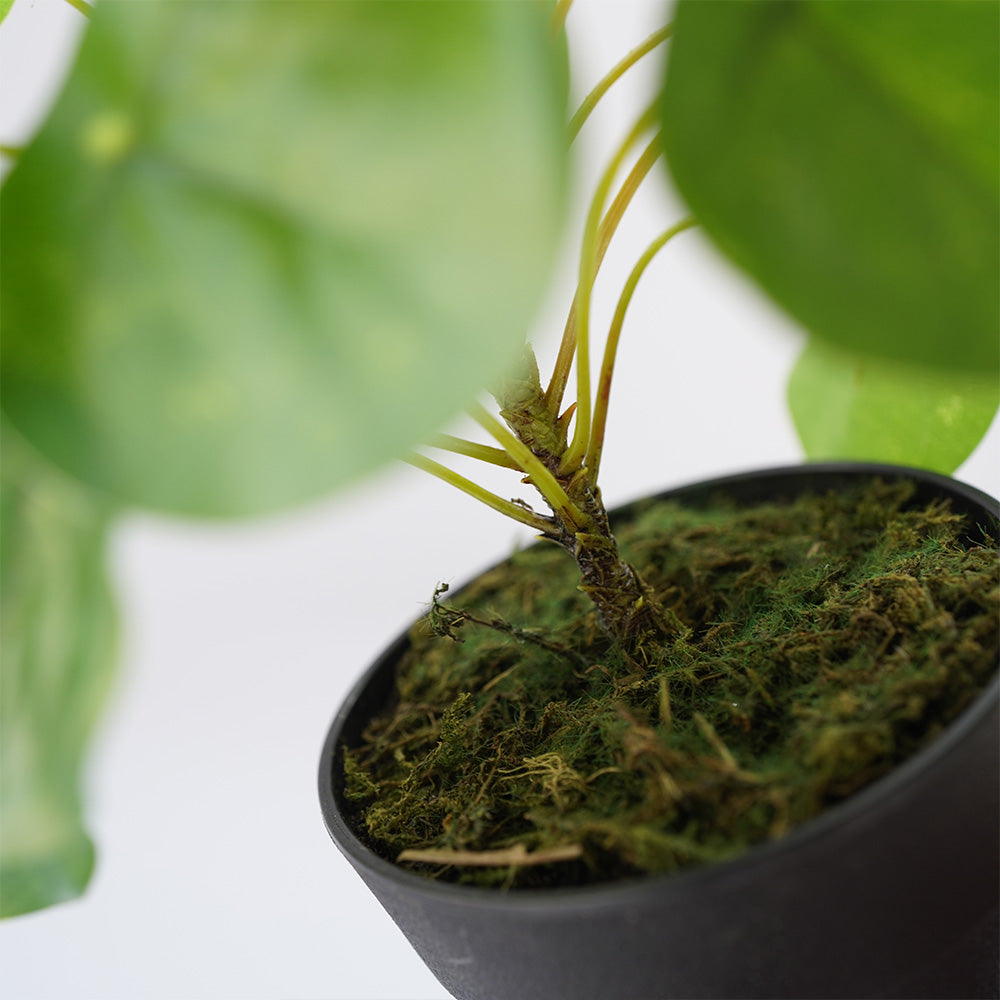 Handmade Decorative Artificial Plant N36020-PZ156 - Plants - ebarza Furniture UAE | Shop Modern Furniture in Abu Dhabi & Dubai - مفروشات ايبازرا في الامارات | تسوق اثاث عصري وديكورات مميزة في دبي وابوظبي