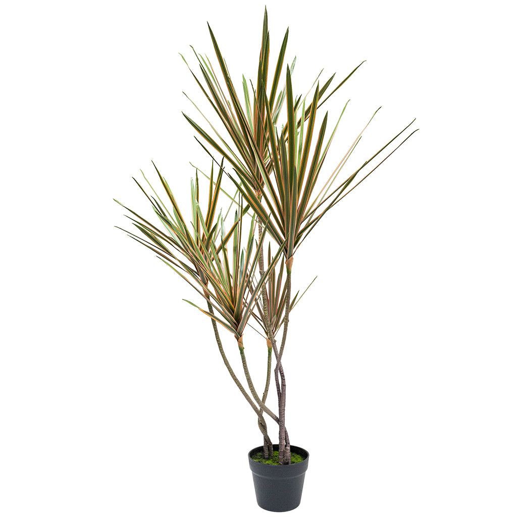 Artificial Dracaena Reflexa plant, 120cm tall with 5 heads and 145 leaves in a pot, by BEACON, for interior decoration.