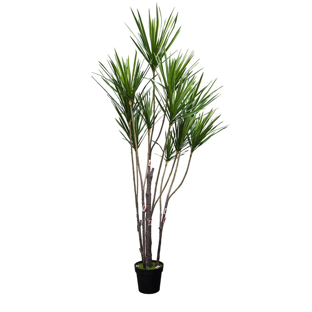 Artificial Dracaena Reflexa plant, 180cm tall with 11 heads and 315 leaves in a pot, by BEACON(XYDG).