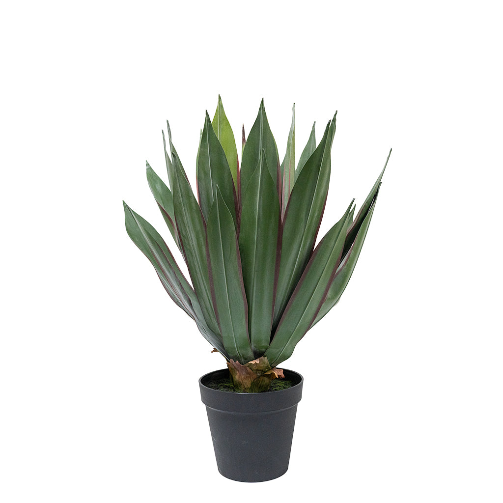 All Green Agave Plant 60cm XY2025-220