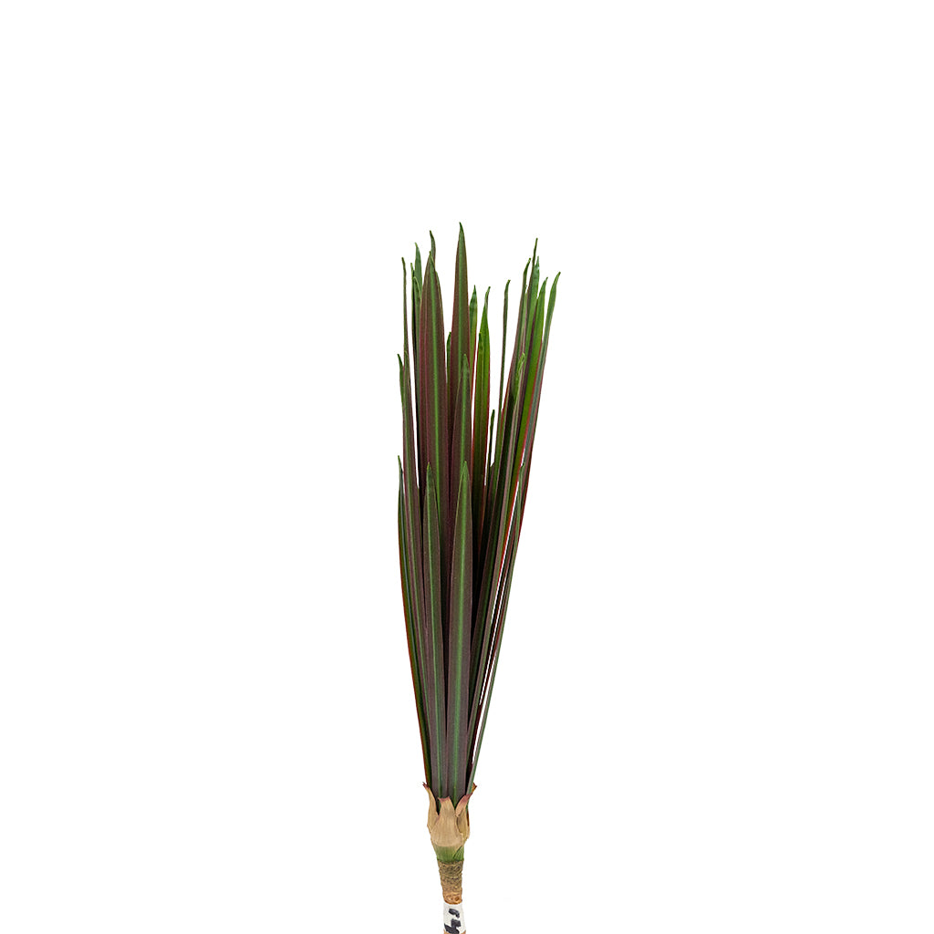 Artificial Beaucarnea recurvata plant, 59cm, realistic green leaves and trunk, faux plant by BEACON in a decorative setting.