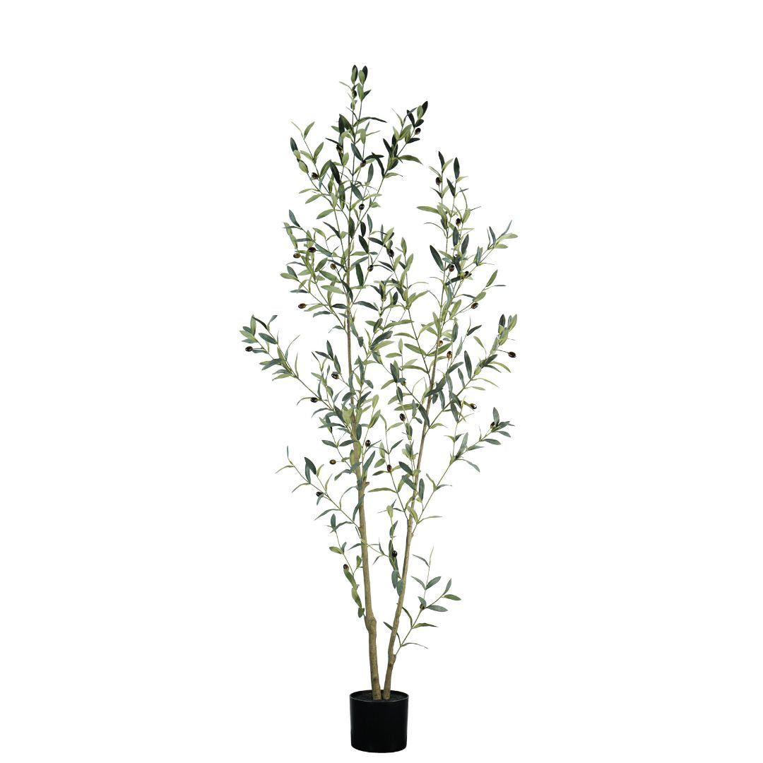Olive Tree 180cm - Plants - ebarza Furniture UAE | Shop Modern Furniture in Abu Dhabi & Dubai - مفروشات ايبازرا في الامارات | تسوق اثاث عصري وديكورات مميزة في دبي وابوظبي