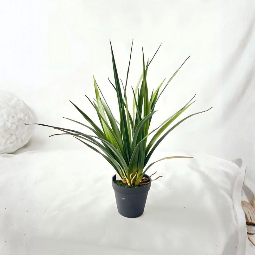 Pre-order 35 Days Delivery Dracaena Draco Plant 52cm XY2025-020 - Plants - ebarza Furniture UAE | Shop Modern Furniture in Abu Dhabi & Dubai - مفروشات ايبازرا في الامارات | تسوق اثاث عصري وديكورات مميزة في دبي وابوظبي