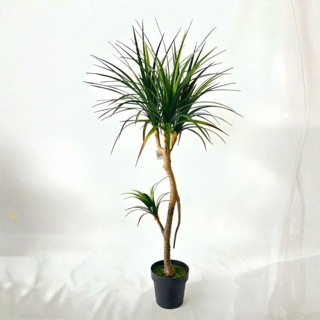 Pre-order 35 Days Delivery Dracaena Draco Plant 140cm XY2025-024 - Plants - ebarza Furniture UAE | Shop Modern Furniture in Abu Dhabi & Dubai - مفروشات ايبازرا في الامارات | تسوق اثاث عصري وديكورات مميزة في دبي وابوظبي