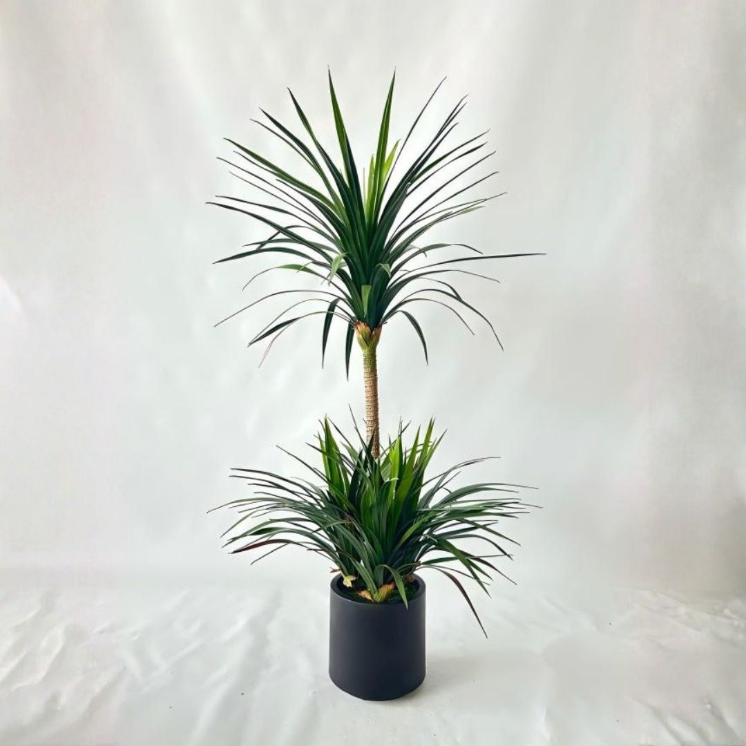 Pre-order 35 Days Delivery Dracaena Draco Plant 120cm XY2025-039 - Plants - ebarza Furniture UAE | Shop Modern Furniture in Abu Dhabi & Dubai - مفروشات ايبازرا في الامارات | تسوق اثاث عصري وديكورات مميزة في دبي وابوظبي