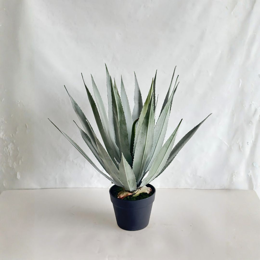 Pre-order 35 Days Delivery All Green Agave Plant 60cm XY2025-220 - Plants - ebarza Furniture UAE | Shop Modern Furniture in Abu Dhabi & Dubai - مفروشات ايبازرا في الامارات | تسوق اثاث عصري وديكورات مميزة في دبي وابوظبي