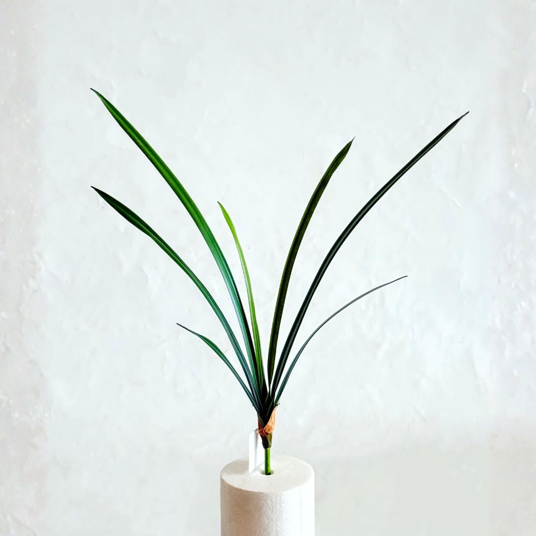 Pre-order 35 Days Delivery Orchid Leaf Plant 60cm XY2025-340G - Plants - ebarza Furniture UAE | Shop Modern Furniture in Abu Dhabi & Dubai - مفروشات ايبازرا في الامارات | تسوق اثاث عصري وديكورات مميزة في دبي وابوظبي