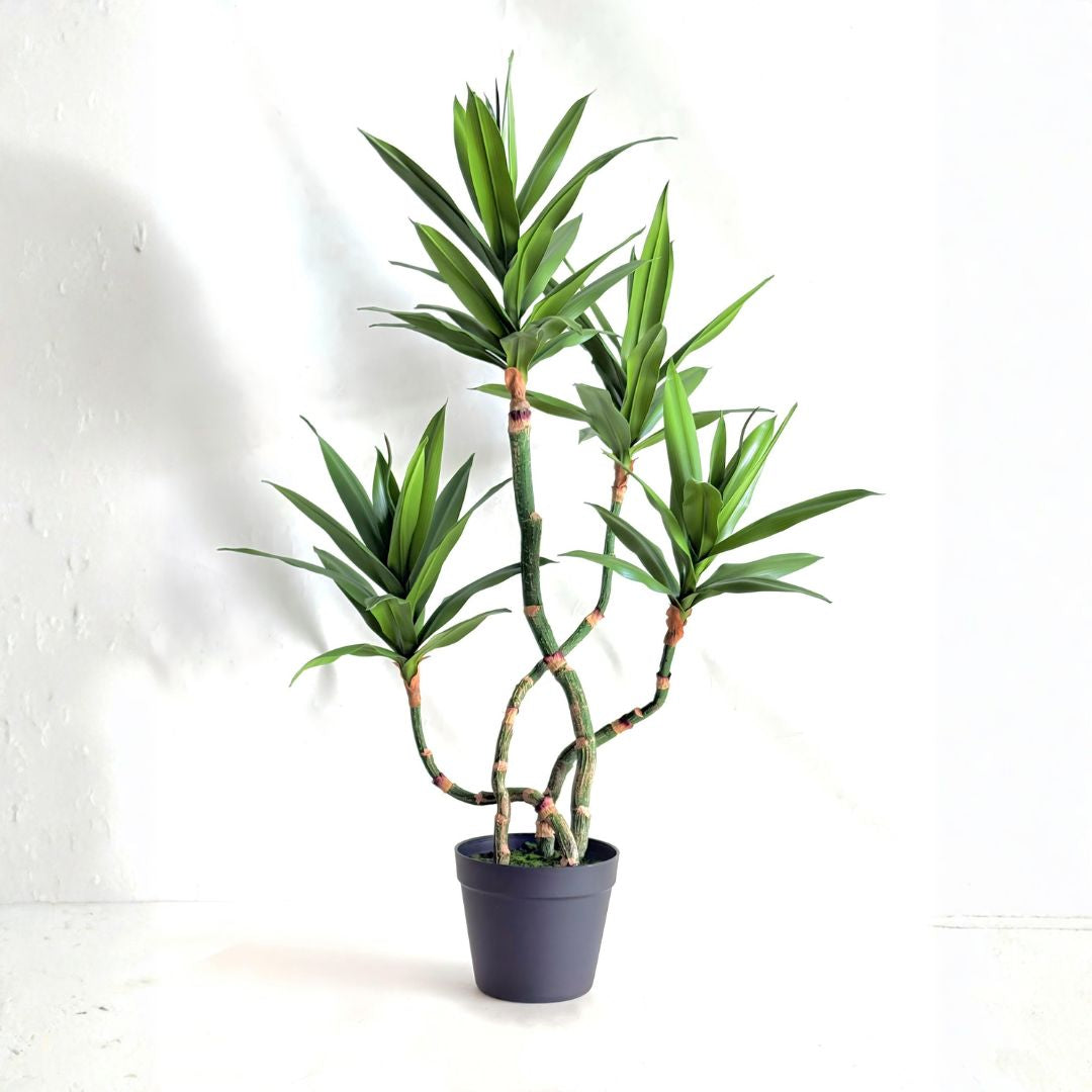 Pre-order 35 Days Delivery Dracaena Reflexa 80cm XY2025-371 - Plants - ebarza Furniture UAE | Shop Modern Furniture in Abu Dhabi & Dubai - مفروشات ايبازرا في الامارات | تسوق اثاث عصري وديكورات مميزة في دبي وابوظبي