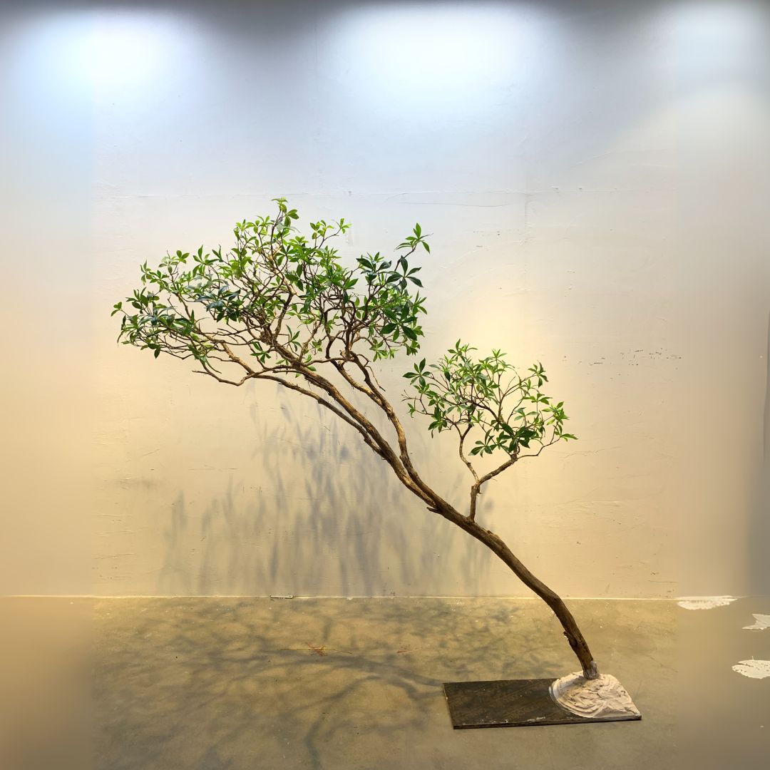 Artificial Pieris Japonica tree by BEACON, showcasing lush green foliage and delicate white flowers on a realistic plant model.