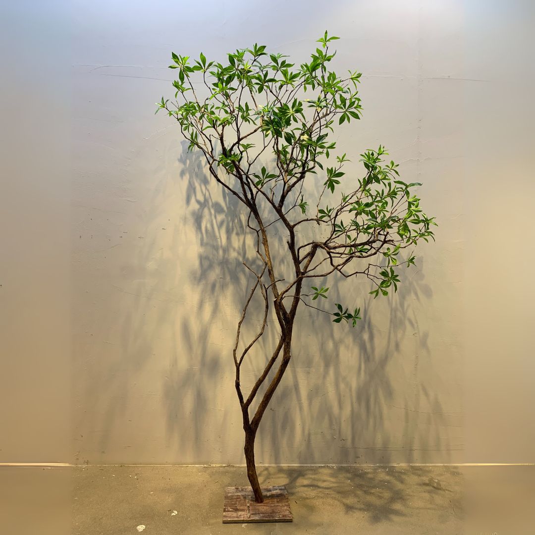 Artificial Pieris Japonica-2 tree by BEACON, showcasing lush green foliage and delicate white flowers on a realistic plant replica.