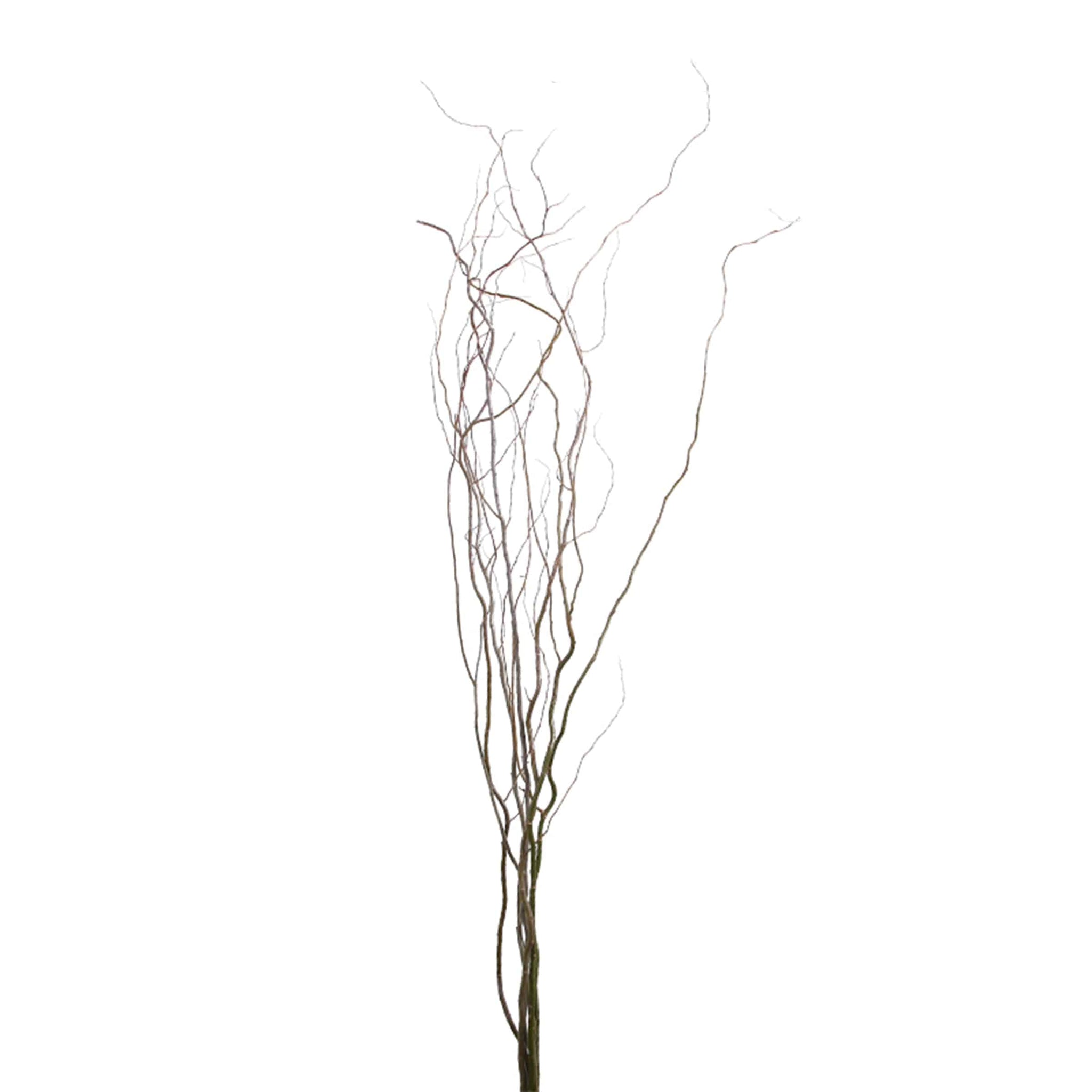 Buy Dried Flower FaJh2010W ebarza Modern Furniture in Abu Dhabi & Dubai