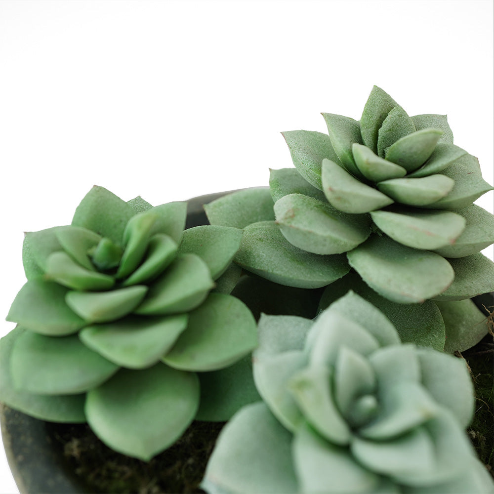 Handmade Decorative Artificial Plant N36520-PZ033-GR - Plants - ebarza Furniture UAE | Shop Modern Furniture in Abu Dhabi & Dubai - مفروشات ايبازرا في الامارات | تسوق اثاث عصري وديكورات مميزة في دبي وابوظبي