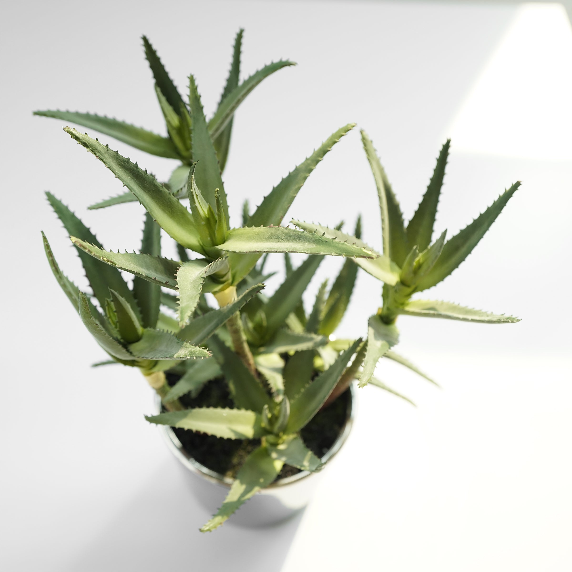 Handmade Decorative Artificial Potted Aloe N35020-PZ171 - Plants - ebarza Furniture UAE | Shop Modern Furniture in Abu Dhabi & Dubai - مفروشات ايبازرا في الامارات | تسوق اثاث عصري وديكورات مميزة في دبي وابوظبي