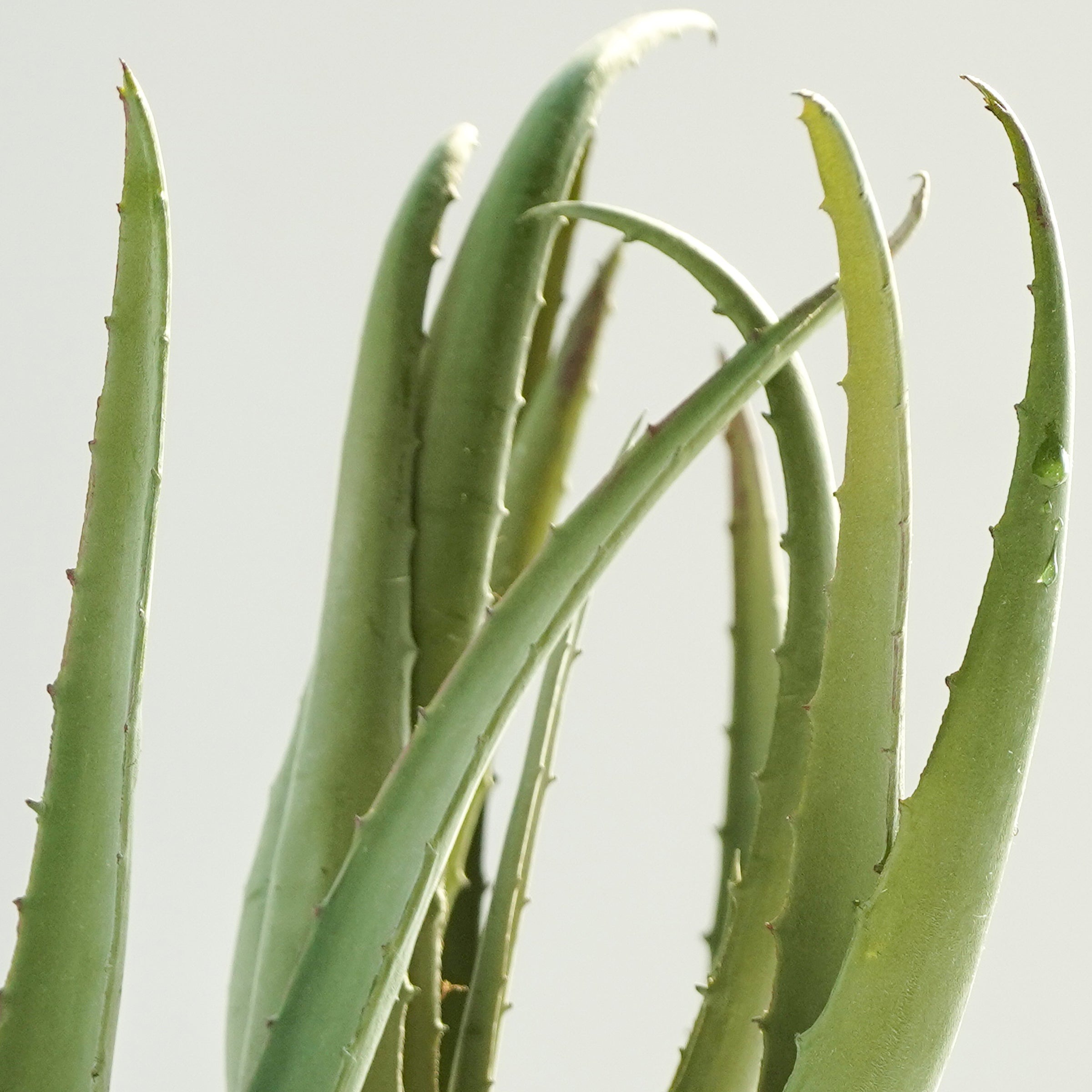 Handmade Decorative Artificial Potted Aloe N35020-PZ173 - Plants - ebarza Furniture UAE | Shop Modern Furniture in Abu Dhabi & Dubai - مفروشات ايبازرا في الامارات | تسوق اثاث عصري وديكورات مميزة في دبي وابوظبي