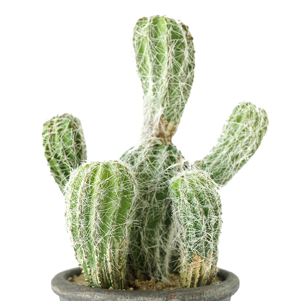Handmade Decorative Artificial Potted Cactus N35020-SM062 - Plants - ebarza Furniture UAE | Shop Modern Furniture in Abu Dhabi & Dubai - مفروشات ايبازرا في الامارات | تسوق اثاث عصري وديكورات مميزة في دبي وابوظبي