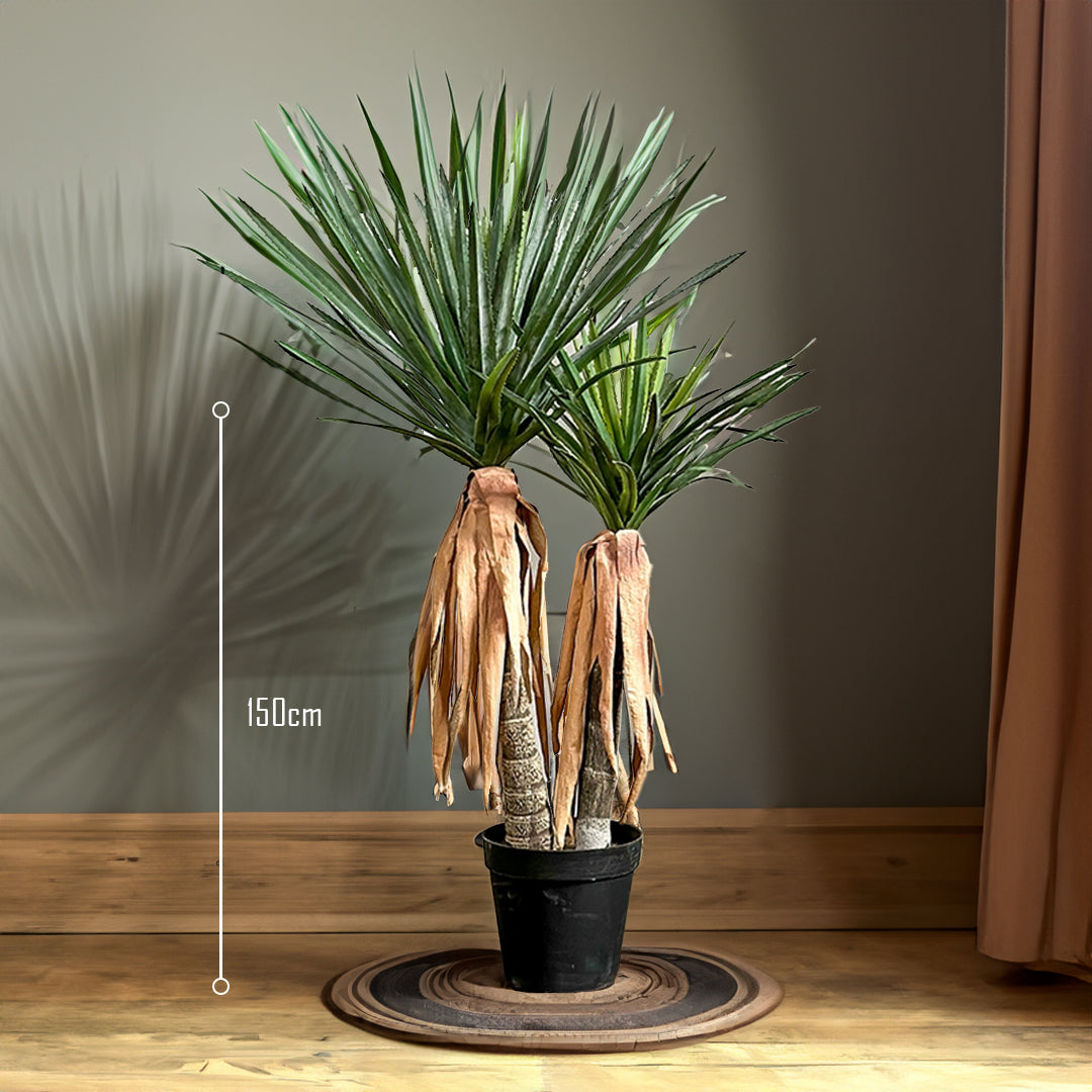 Longleaf Aloe Vera Plant With Black Glue Pot CT25 - Plants - ebarza Furniture UAE | Shop Modern Furniture in Abu Dhabi & Dubai - مفروشات ايبازرا في الامارات | تسوق اثاث عصري وديكورات مميزة في دبي وابوظبي