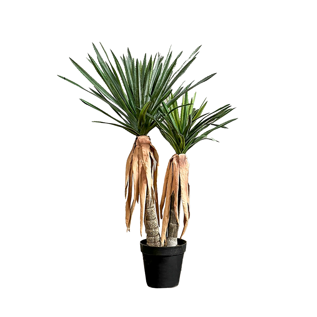 Longleaf Aloe Vera Plant With Black Glue Pot CT25 - Plants - ebarza Furniture UAE | Shop Modern Furniture in Abu Dhabi & Dubai - مفروشات ايبازرا في الامارات | تسوق اثاث عصري وديكورات مميزة في دبي وابوظبي