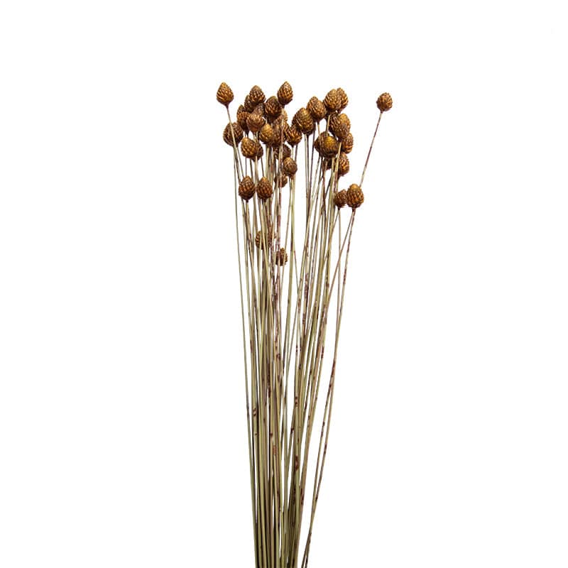 Buy Natural Dried Flower Decoration B FaJh2005B ebarza Modern