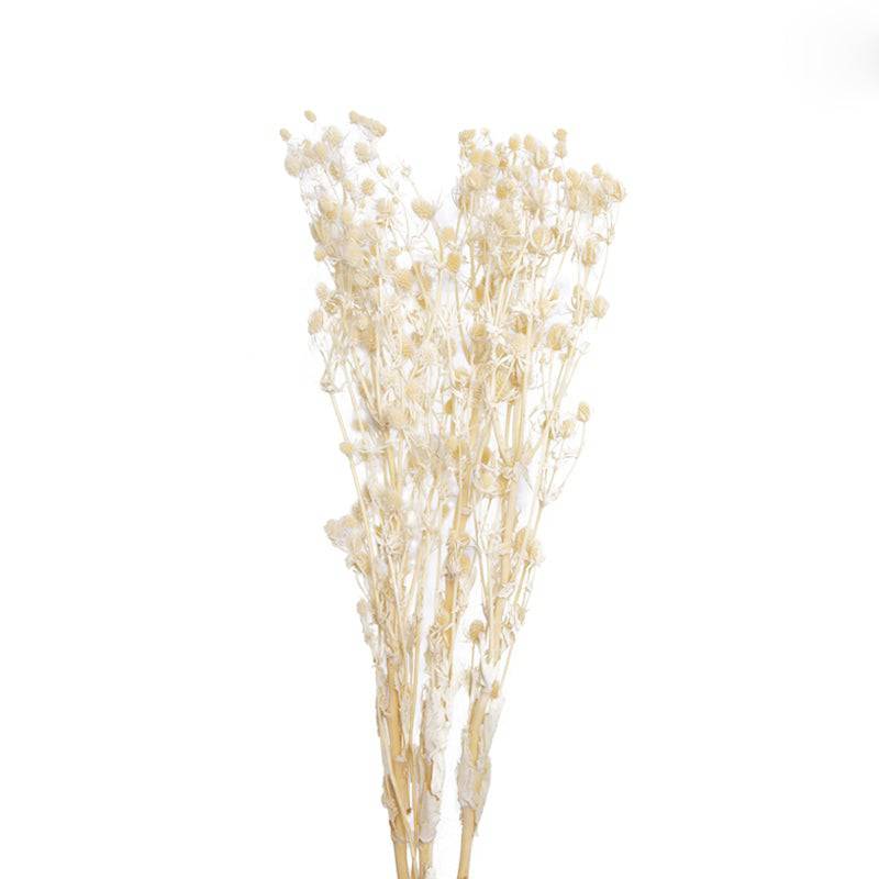 Buy Natural Dried Flower Decoration K FaJh2005K ebarza Modern