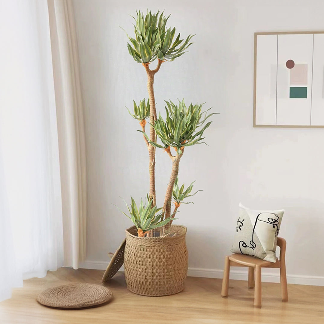 Phnom Penh Tequila Tree CT19 plant from BEACON/CASADG with lush green foliage and slender branches.