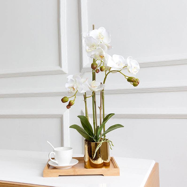 Real Touch Butterfly Orchid White Fl-Jh249 -  Plants | لمسة حقيقية فراشة الأوركيد البيضاء - ebarza Furniture UAE | Shop Modern Furniture in Abu Dhabi & Dubai - مفروشات ايبازرا في الامارات | تسوق اثاث عصري وديكورات مميزة في دبي وابوظبي