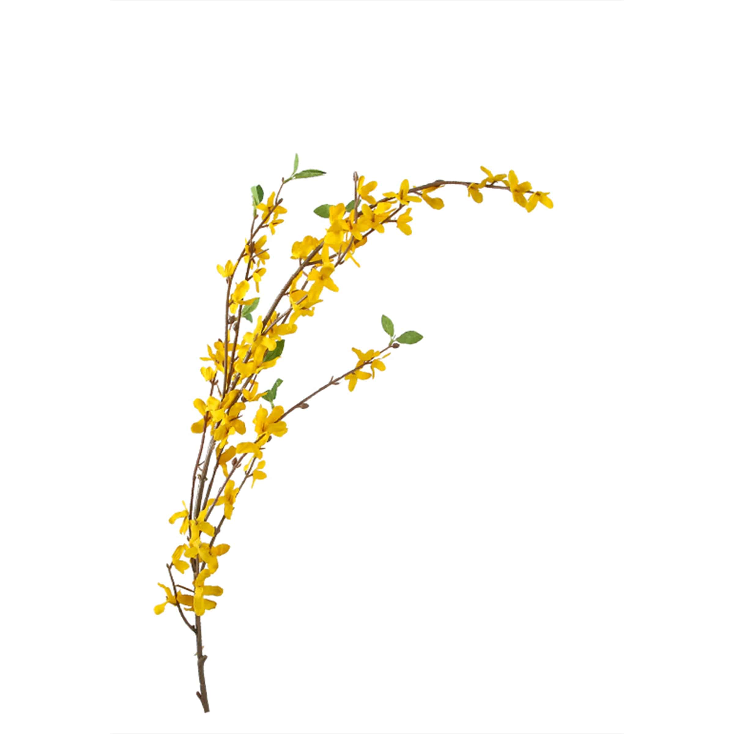 Winter Jasmine - Yellow Kd-Sp19625 -  Plants | ياسمين الشتاء - أصفر - ebarza Furniture UAE | Shop Modern Furniture in Abu Dhabi & Dubai - مفروشات ايبازرا في الامارات | تسوق اثاث عصري وديكورات مميزة في دبي وابوظبي