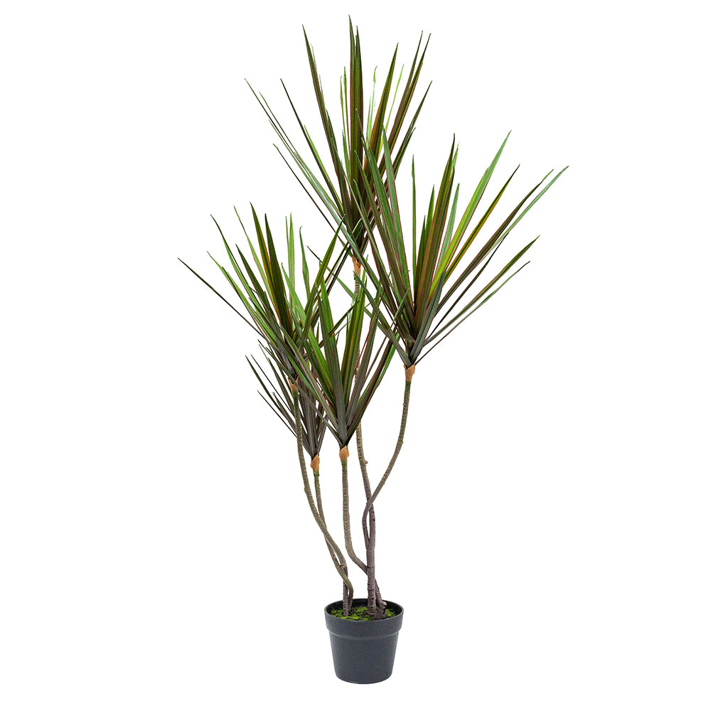 Artificial Dracaena Reflexa plant, 120cm tall with 5 heads and 145 leaves in a pot, by BEACON, shown in a natural setting.