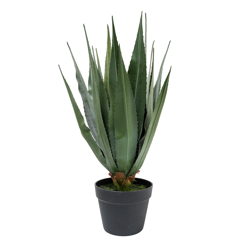 Burnt burgundy agave plant, 75cm tall, from BEACON, shown in a natural setting with spiky leaves and vibrant color.