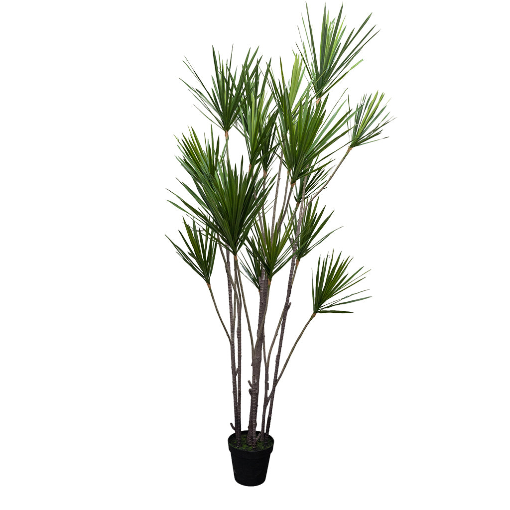 Artificial Dracaena Reflexa plant with 19 heads, 547 leaves in a pot, 245cm tall, by BEACON(XYDG).