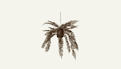 نباتات