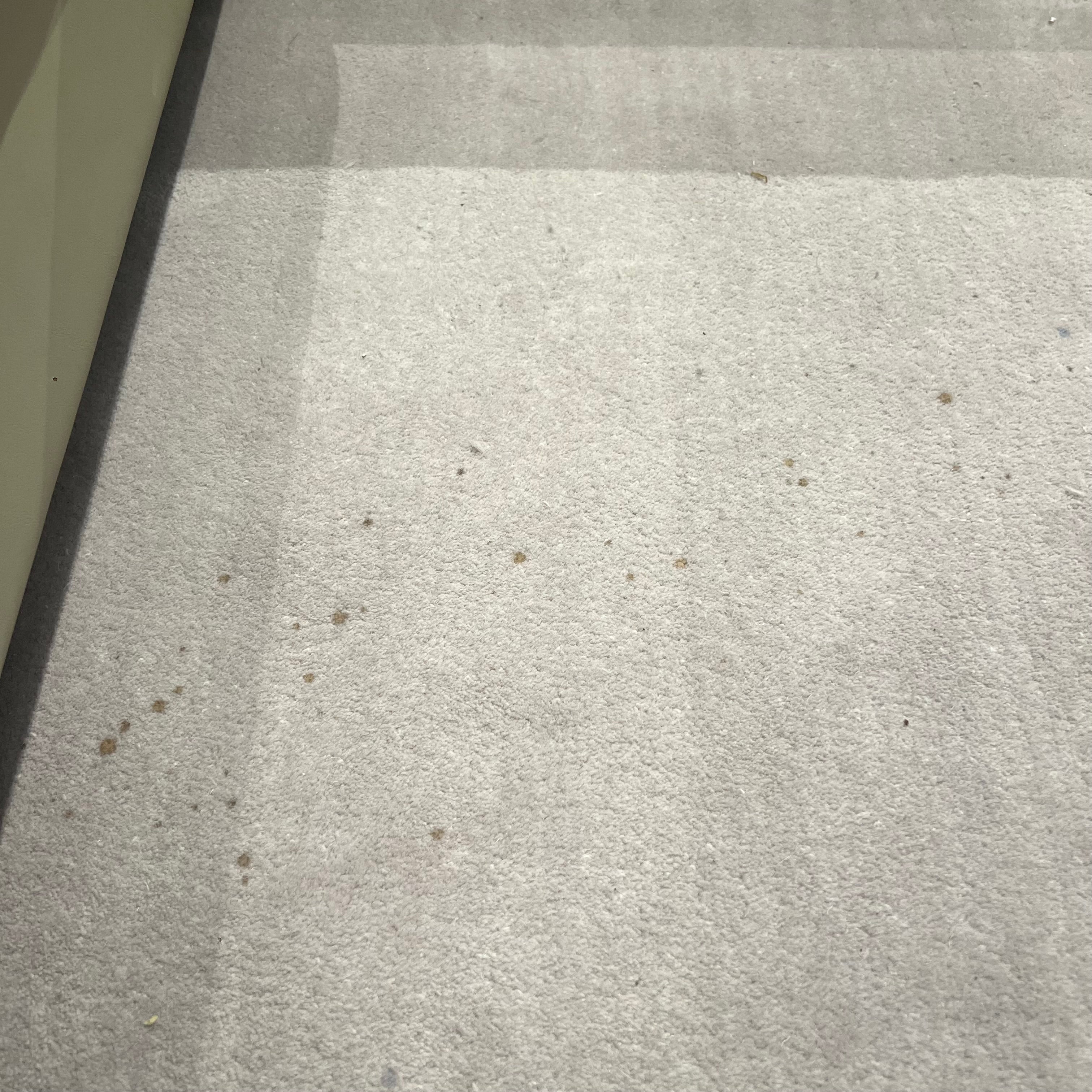 Display Item - 500X350 Cm  WOOL BEIGE AND BROWN Round Rug JH-22729 Nakheel -  Rugs - ebarza Furniture UAE | Shop Modern Furniture in Abu Dhabi & Dubai - مفروشات ايبازرا في الامارات | تسوق اثاث عصري وديكورات مميزة في دبي وابوظبي