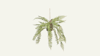 PLANTS