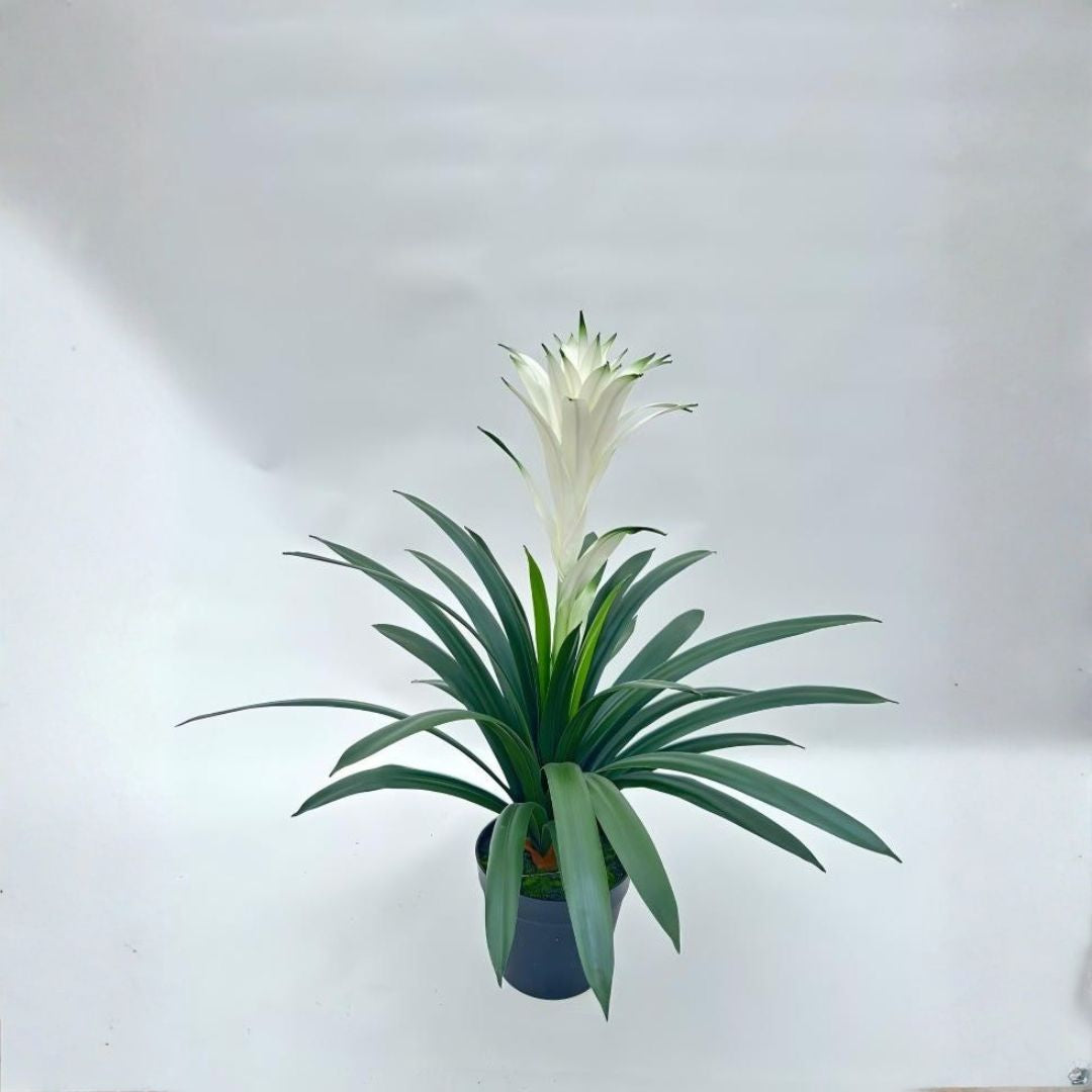 Pre-order 35 Days Delivery Guzmania Conifera 61CM  XY2025-058BW -  Plants - ebarza Furniture UAE | Shop Modern Furniture in Abu Dhabi & Dubai - مفروشات ايبازرا في الامارات | تسوق اثاث عصري وديكورات مميزة في دبي وابوظبي