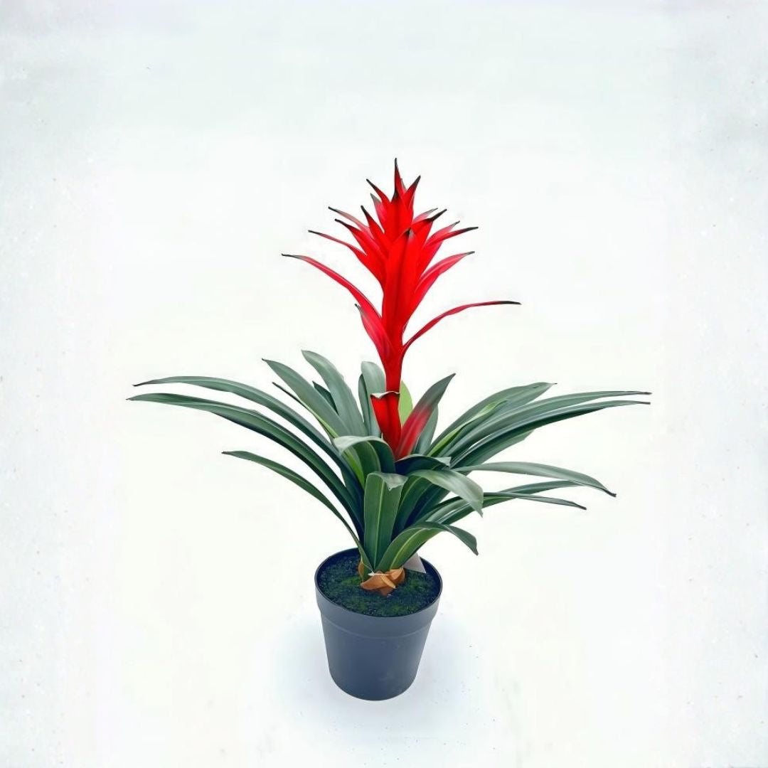 Pre-order 35 Days Delivery Guzmania Conifera 58CM XY2025-060BR -  Plants - ebarza Furniture UAE | Shop Modern Furniture in Abu Dhabi & Dubai - مفروشات ايبازرا في الامارات | تسوق اثاث عصري وديكورات مميزة في دبي وابوظبي