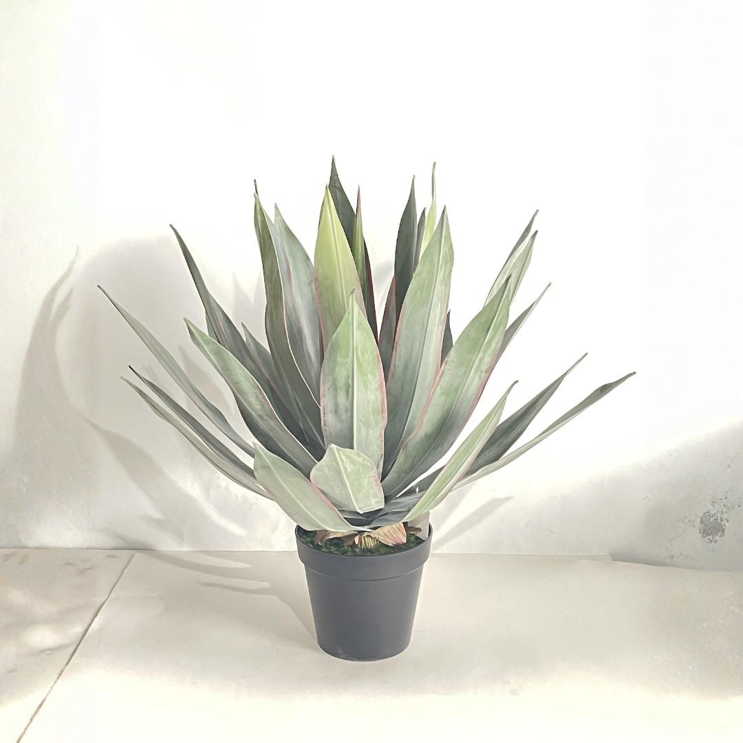 Pre-order 35 Days Delivery Agave Burnt Burgundy Plant 75cm XY2025-249 -  Plants - ebarza Furniture UAE | Shop Modern Furniture in Abu Dhabi & Dubai - مفروشات ايبازرا في الامارات | تسوق اثاث عصري وديكورات مميزة في دبي وابوظبي