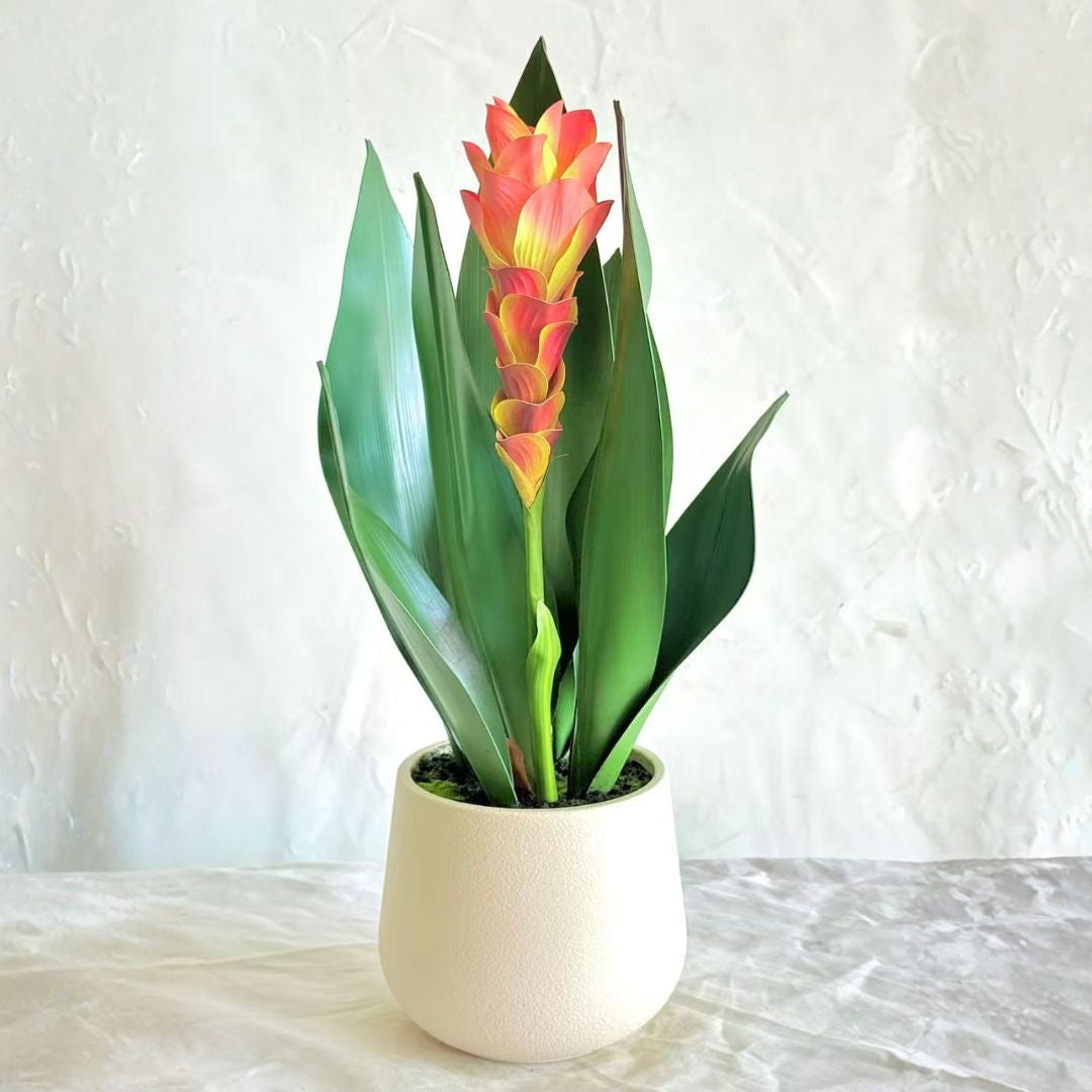 Pre-order 35 Days Delivery Curcuma Alismatifolia 63CM  XY2025-424 -  Plants - ebarza Furniture UAE | Shop Modern Furniture in Abu Dhabi & Dubai - مفروشات ايبازرا في الامارات | تسوق اثاث عصري وديكورات مميزة في دبي وابوظبي