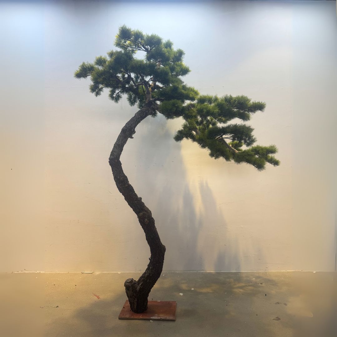Pre-order 25 Days Delivery Artificial Black Pine Tree -  Plants - ebarza Furniture UAE | Shop Modern Furniture in Abu Dhabi & Dubai - مفروشات ايبازرا في الامارات | تسوق اثاث عصري وديكورات مميزة في دبي وابوظبي