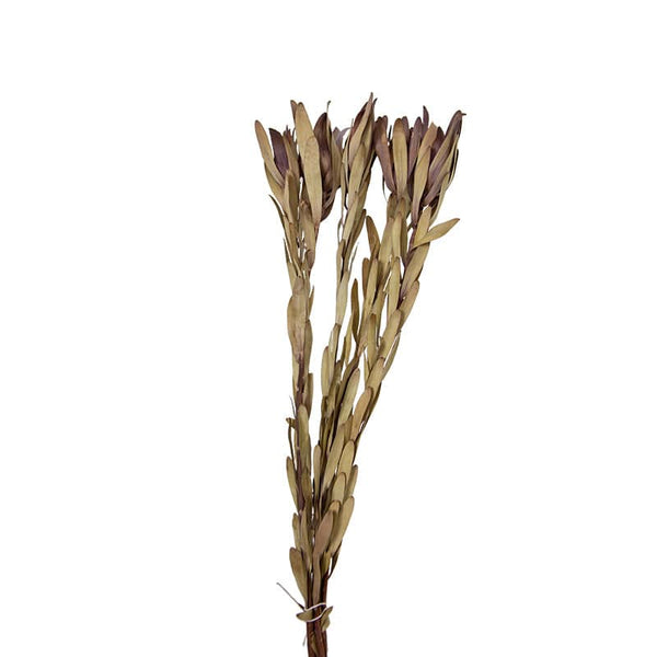Buy Dried Flower Decoration J FaJh2005J ebarza Modern Furniture in