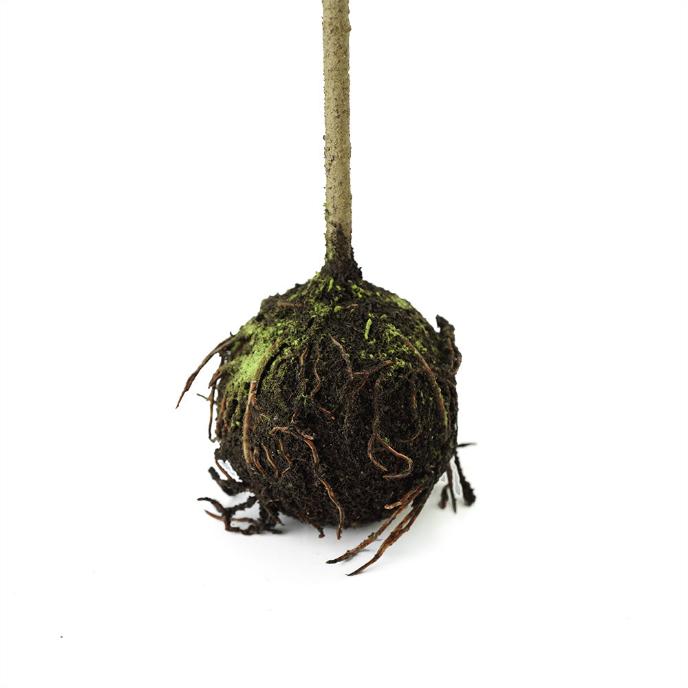 Handmade Decorative Artificial Plant N37420-XG019 -  Plants - ebarza Furniture UAE | Shop Modern Furniture in Abu Dhabi & Dubai - مفروشات ايبازرا في الامارات | تسوق اثاث عصري وديكورات مميزة في دبي وابوظبي