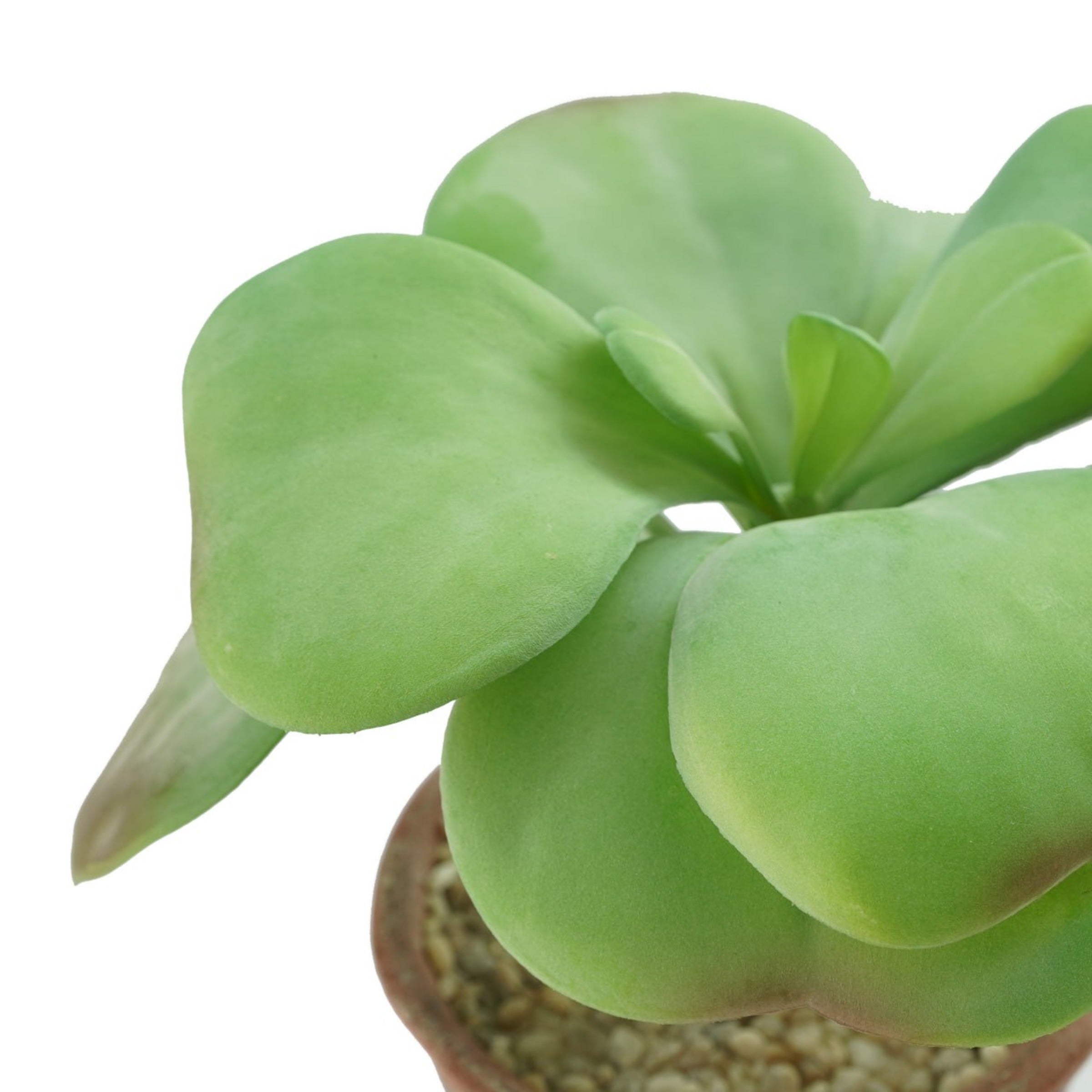 Handmade Decorative Artificial Potted Plants  N35020-PZ126 -  Plants - ebarza Furniture UAE | Shop Modern Furniture in Abu Dhabi & Dubai - مفروشات ايبازرا في الامارات | تسوق اثاث عصري وديكورات مميزة في دبي وابوظبي