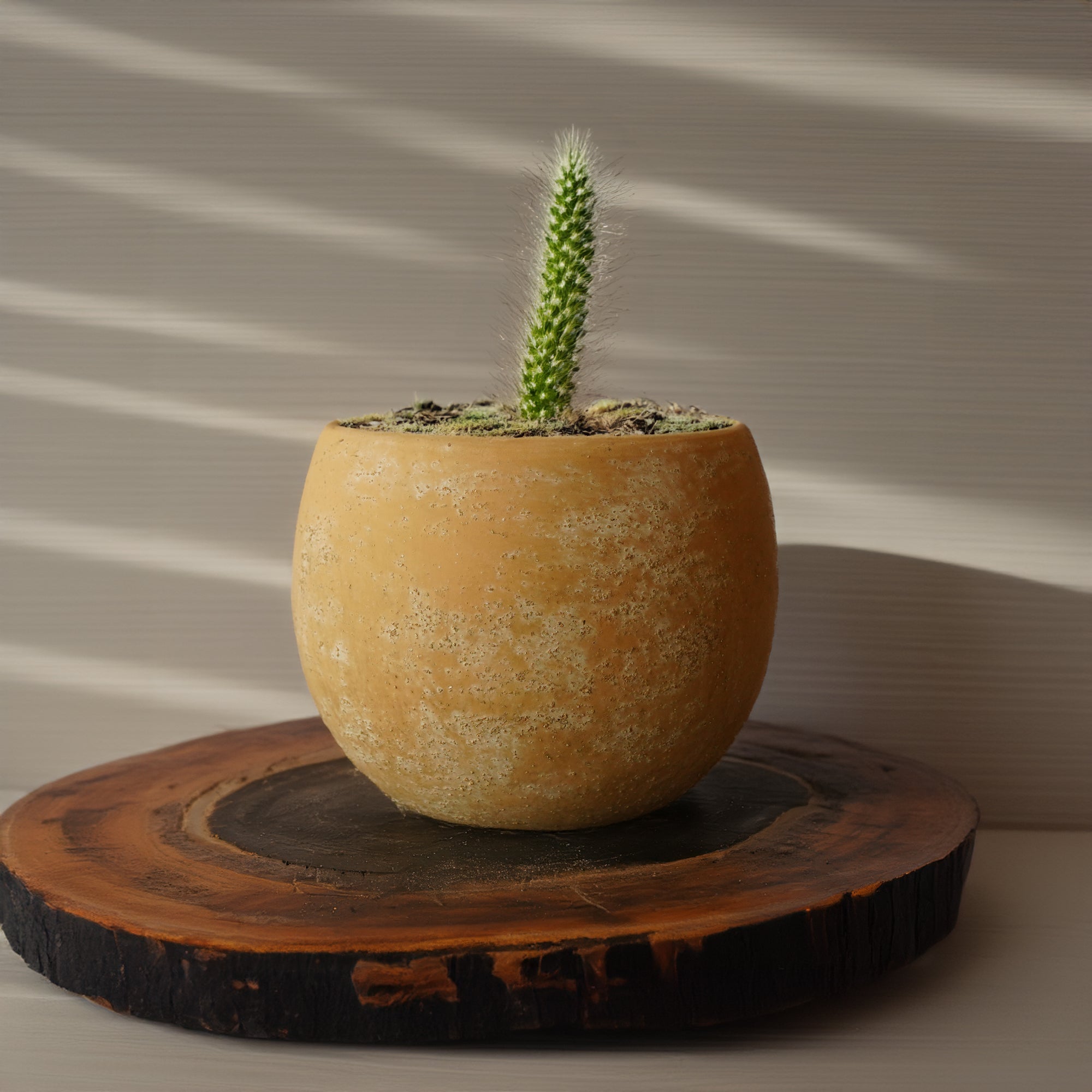Matte Mocha Outdoor/Indoor Planter Box WSCL 8085E-5 -  Planter Boxes - ebarza Furniture UAE | Shop Modern Furniture in Abu Dhabi & Dubai - مفروشات ايبازرا في الامارات | تسوق اثاث عصري وديكورات مميزة في دبي وابوظبي