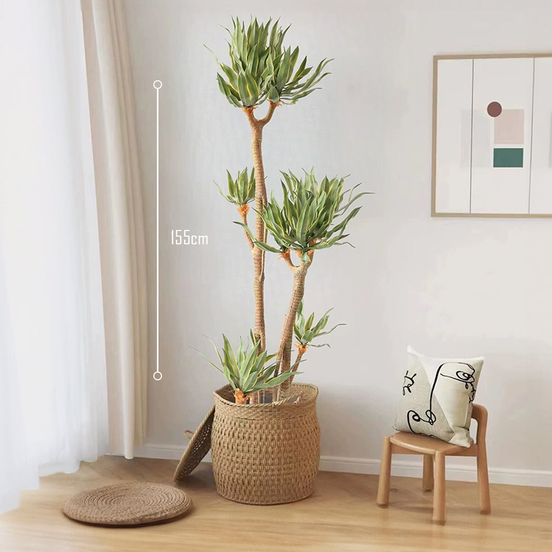 Healthy Phnom Penh Tequila Tree plant from BEACON, showcasing lush green leaves and sturdy branches.