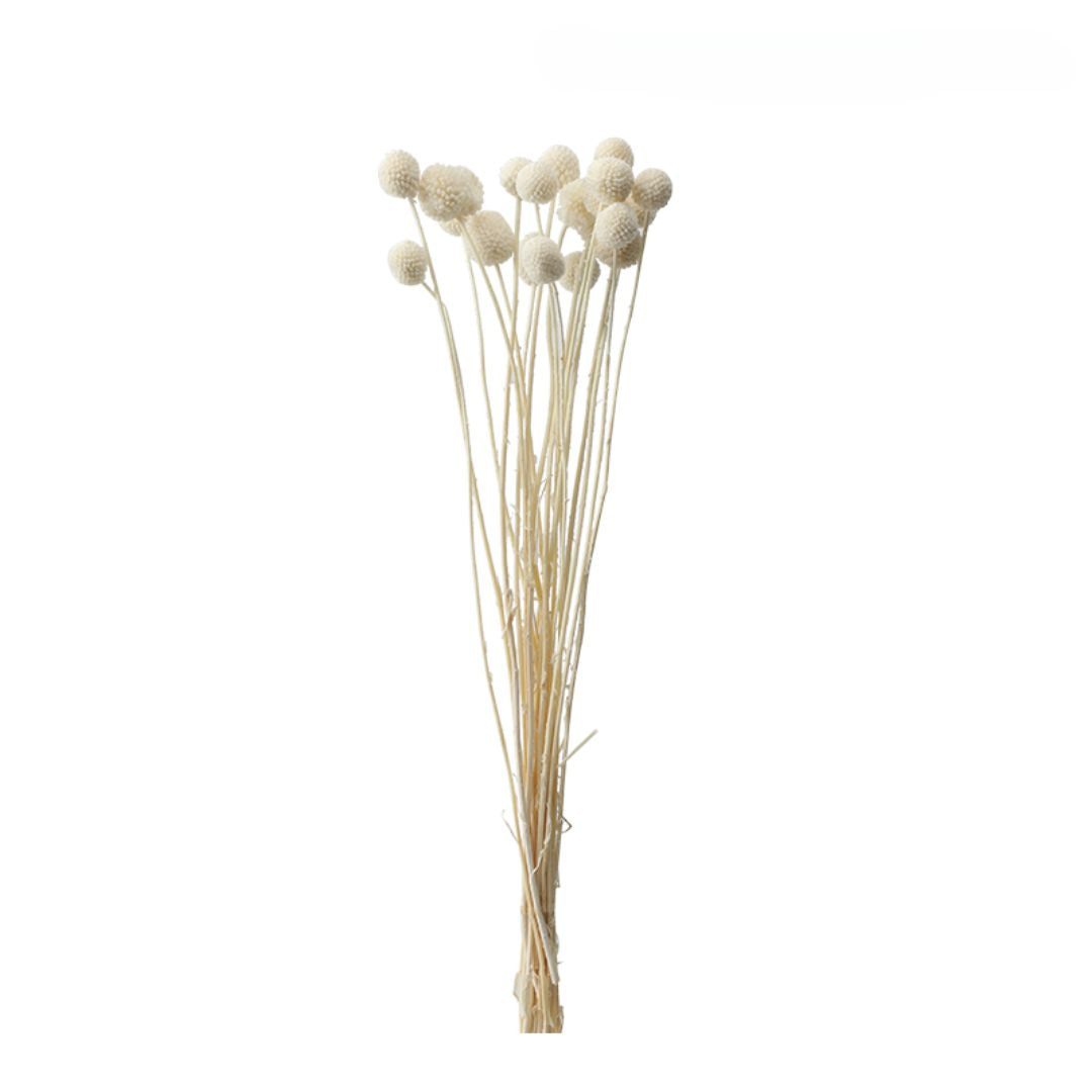 Set of 10 dried flower bunches from BEACON, natural plant decor with rustic, preserved floral arrangements for home decoration.